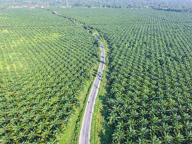 Rows of Palm Oil Trees