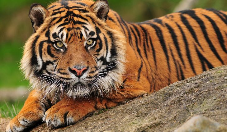 Sumatran Tiger